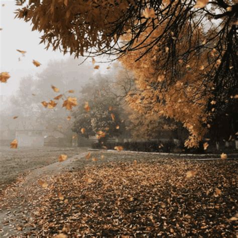 animated leaves falling gif|leaves falling off tree gif.